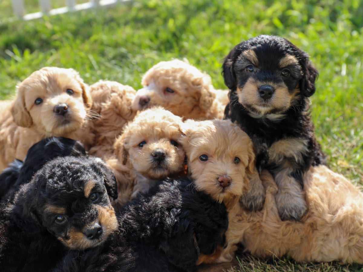 A pile of six doodle puppies sitting together on the grass, Lucky Puppy brand photography.